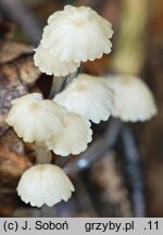 Roridomyces roridus (grzybówka śluzowatotrzonowa)