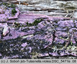 Tulasnella violea (Å›luzowoszczka fioletowa)