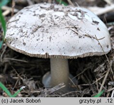 Volvariella gloiocephala (pochwiak okazały)