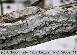 Xylodon sambuci (strzępkoząb bzowy)