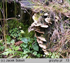 Oxyporus ravidus