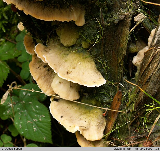 Oxyporus ravidus