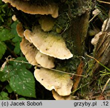 Oxyporus ravidus