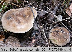 Lactarius azonites (mleczaj bezstrefowy)