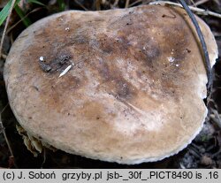 Lactarius azonites (mleczaj bezstrefowy)