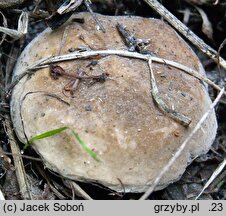 Lactarius azonites (mleczaj bezstrefowy)