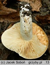 Lactarius azonites (mleczaj bezstrefowy)