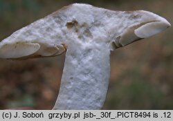 Lactarius azonites (mleczaj bezstrefowy)