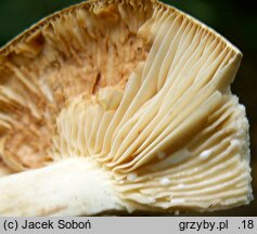 Lactarius azonites (mleczaj bezstrefowy)