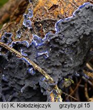 Terana caerulea (piÄ™knoskÃ³rnik modry)