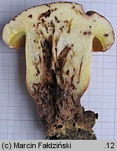 Butyriboletus subappendiculatus (masÅ‚oborowik gÃ³rski)