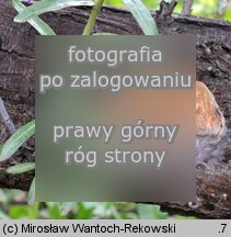 Fomitiporia hippophaeicola (guzoczyrka rokitnikowa)