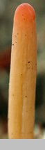 Clavaria argillacea (goździeniec gliniasty)