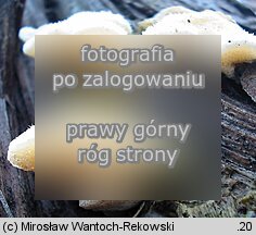 Diplomitoporus flavescens (wroÅ›niaczek sosnowy)