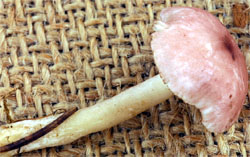 Calocybe carnea (gęśnica czerwonawa)