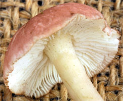 Calocybe carnea (gęśnica czerwonawa)