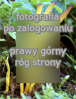 Clavulinopsis helvola (goÅºdzieniowiec miodowy)