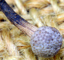 Ophiocordyceps entomorrhiza