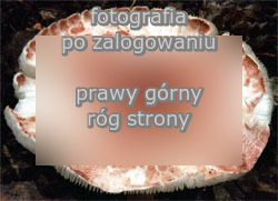 Lepiota brunneoincarnata (czubajeczka brązowoczerwonawa)