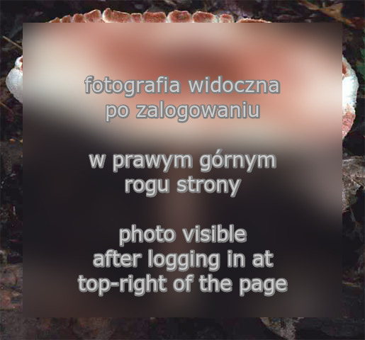 Lepiota brunneoincarnata (czubajeczka brÄ…zowoczerwonawa)