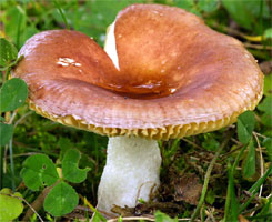 Russula cessans