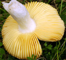 Russula cessans