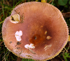 Russula cessans