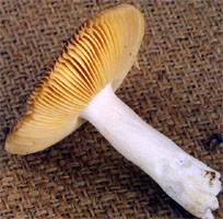 Russula cessans