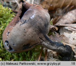 Urnula craterium (urna kraterowata)