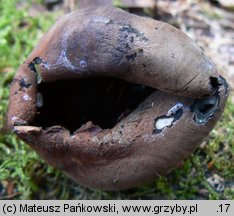 Urnula craterium (urna kraterowata)