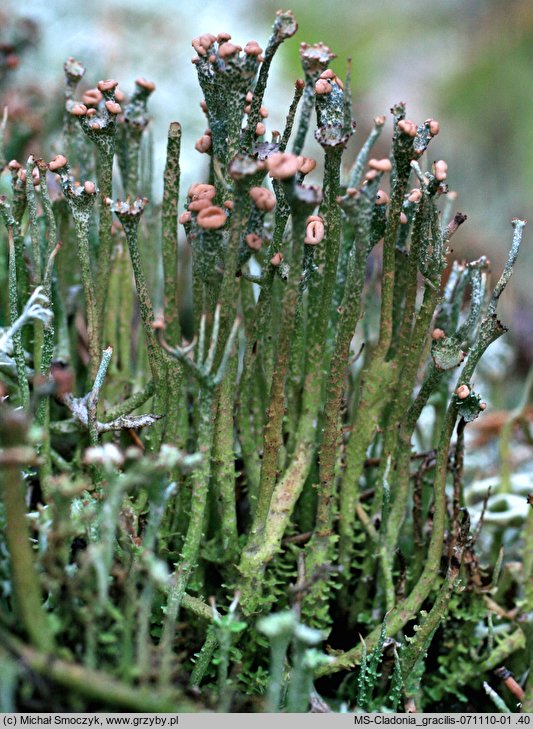Cladonia gracilis (chrobotek wysmukÅ‚y)