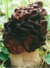 Gyromitra esculenta (piestrzenica kasztanowata)