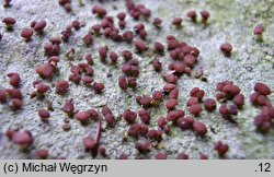 Baeomyces rufus (grzybinka brunatna)
