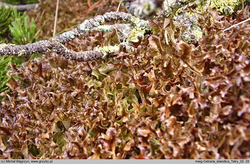 Cetraria islandica (płucnica islandzka)