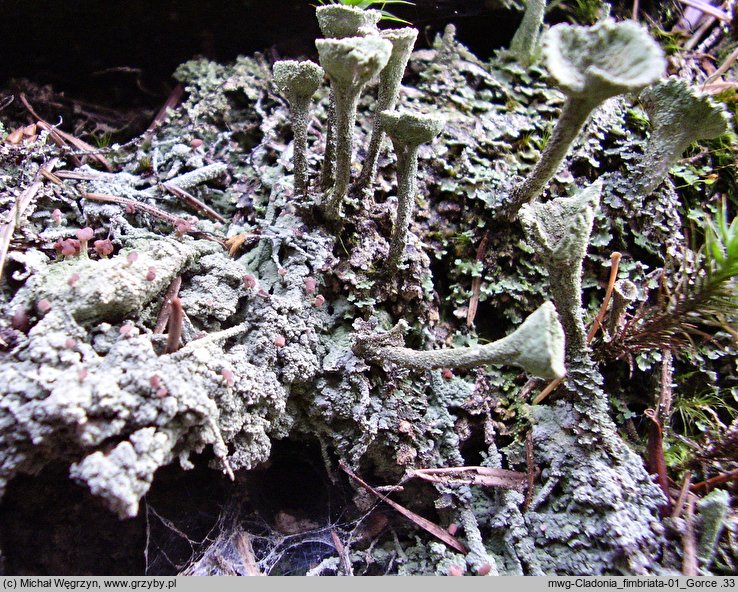 Cladonia fimbriata (chrobotek strzÄ™piasty)