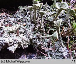 Cladonia fimbriata (chrobotek strzÄ™piasty)