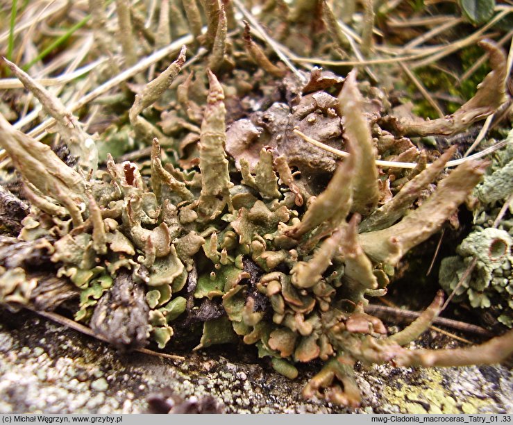 Cladonia macroceras (chrobotek olbrzymi)