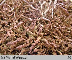 Cladonia macroceras (chrobotek olbrzymi)