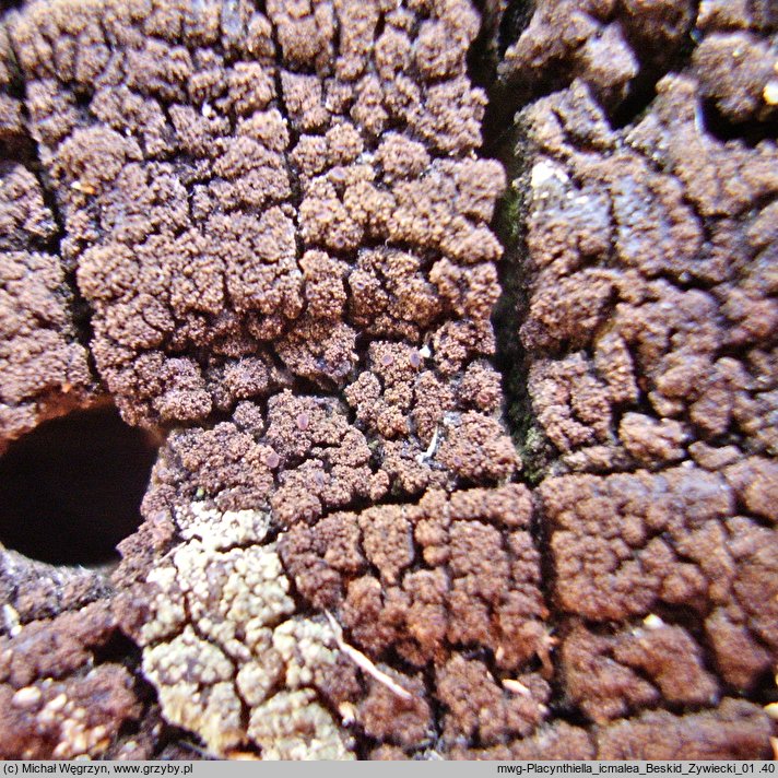 Placynthiella icmalea (ziarniak drobny)