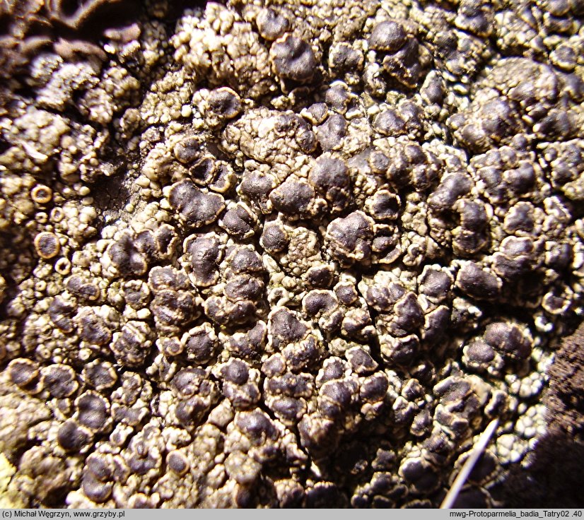 Protoparmelia badia (gruboszek bury)