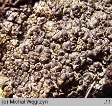 Protoparmelia badia (gruboszek bury)