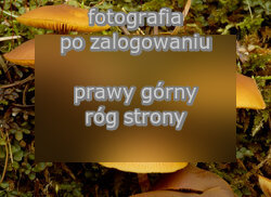 Galerina marginata (hełmówka jadowita)