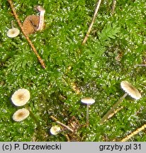 Roridomyces roridus (grzybówka śluzowatotrzonowa)