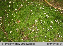 Roridomyces roridus (grzybówka śluzowatotrzonowa)