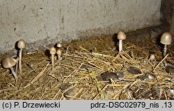 Panaeolus semiovatus (koÅ‚paczek blady)