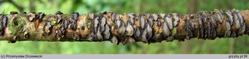Colpoma quercinum (poprzecznik dębowy)
