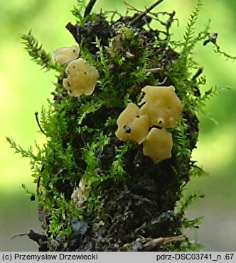 Lachnum pygmaeum