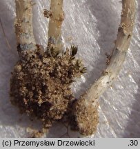 Pholiotina cyanopus (stożkówka sinostopka)