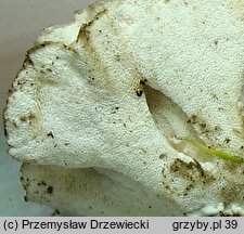 Spongiporus floriformis (drobnoporek kwiatokształtny)