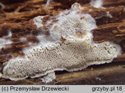 Fuscopostia leucomallella (drobnoporek rozwierkowy)